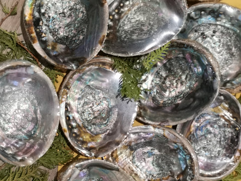 Farmed Abalone Shell; by Wesley Havill
